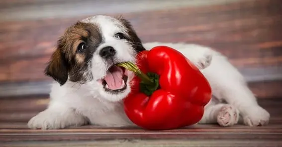 Can Dogs Eat Bell Peppers