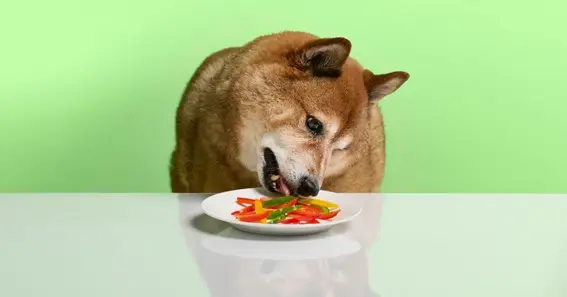 Dogs Can Enjoy Raw Bell Peppers