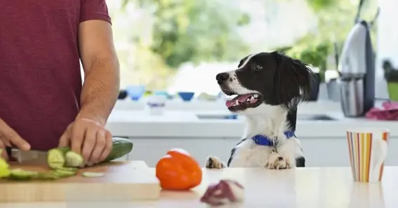 Feeding Peppers to Your Dog