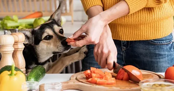 Guidelines for Feeding Bell Peppers to Dogs