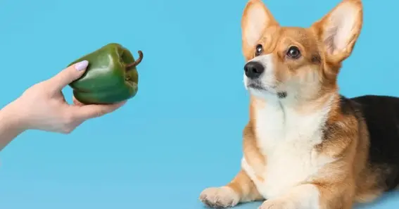 Precautions while feeding Bell Peppers to dogs 