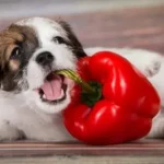 Can Dogs Eat Bell Peppers Raw