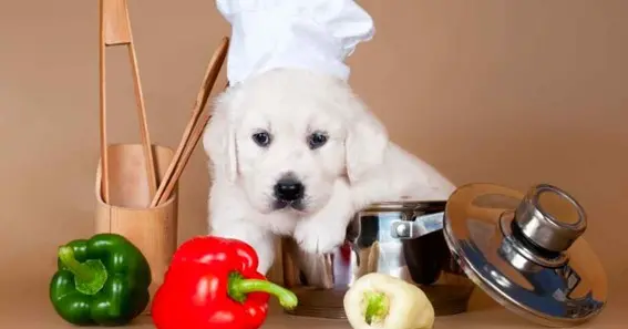 Can Dogs Eat Sweet Peppers