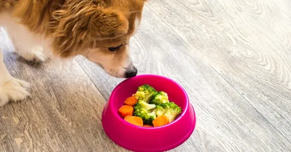 Moderation And Variety In The Food You Give Your Dog