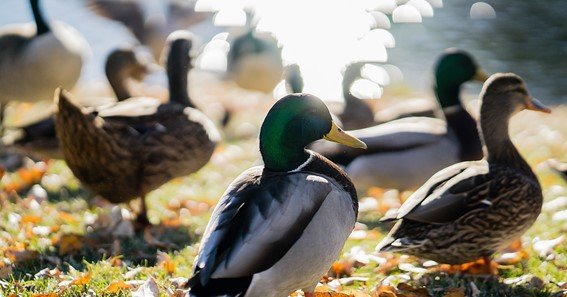 Things To Keep In Mind When Facing A Group Of Ducks